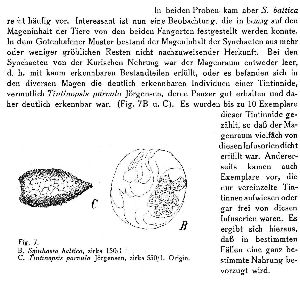 Lucks, R (1940): Bericht des Westpreussischen Botanisch-Zoologischen Vereins 62 